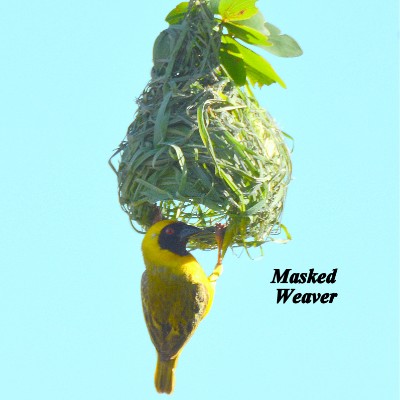 Masked Weaver